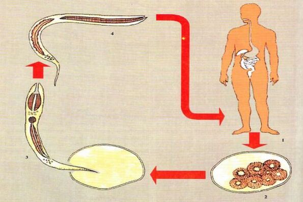 Cycle de vie du développement des parasites