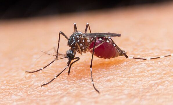 Le moustique est porteur de parasites protozoaires et de paludisme
