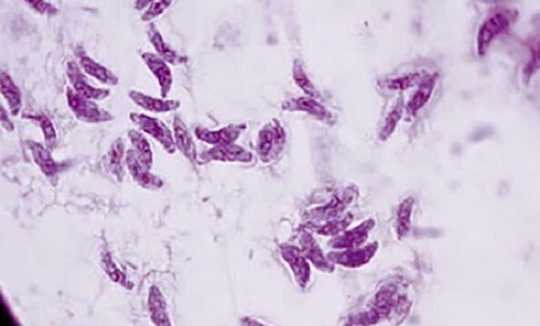 Parasite protozoaire Toxoplasma gondii l'agent causal de la toxoplasmose