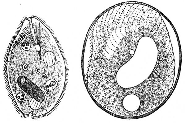 Parasites protozoaires de Balantidia