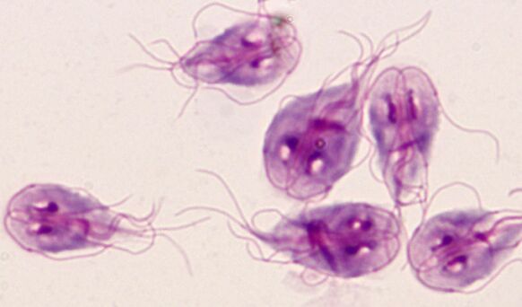 les parasites lamblia les plus simples du corps humain