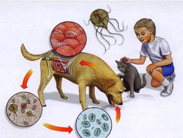 Façons d'infecter un enfant avec des parasites
